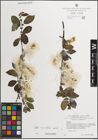 Foto von Salix myrsinifolia Salisb.